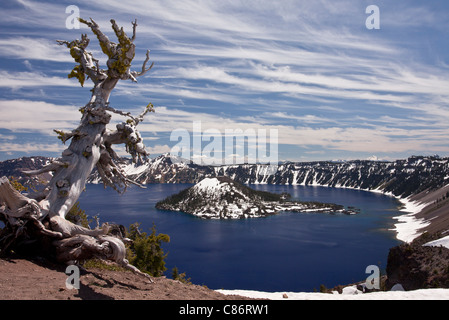 Alte weiße Rinde Pine, Pinus Albicaulis am Kraterrand auf ca. 2200m, Crater Lake Nationalpark, Oregon Stockfoto