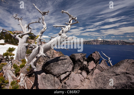 Alte weiße Rinde Pine, Pinus Albicaulis am Kraterrand auf ca. 2200m, Crater Lake Nationalpark, Oregon Stockfoto