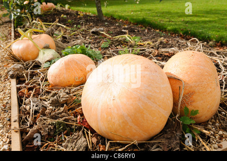 Kürbisse wachsen auf einem Gemüse-Bett Stockfoto