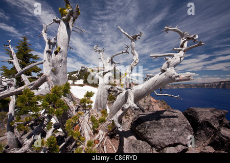 Alte weiße Rinde Pine, Pinus Albicaulis am Kraterrand auf ca. 2200m, Crater Lake Nationalpark, Oregon Stockfoto