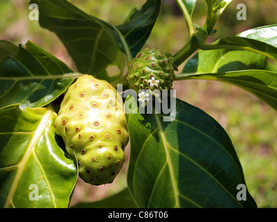 Früchte und Blumen von Morinda Citrifolia Noni genannt, Mittelamerika, Costa Rica Stockfoto