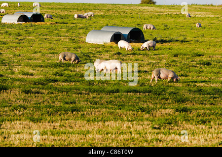 Schweine in einem Feld bei einer freilaufenden Bio-Bauernhof Stockfoto