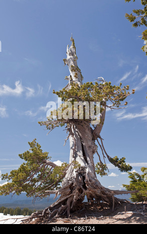 Alte weiße Rinde Pine, Pinus Albicaulis Crater Lake Nationalpark, Oregon Stockfoto