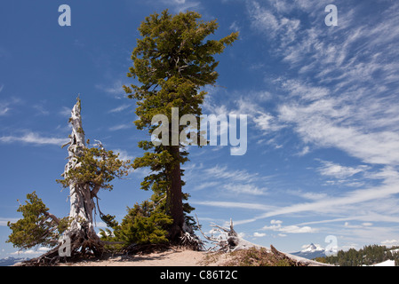 Alte weiße Rinde Pine, Pinus Albicaulis und Berg-Hemlocktanne, Tsuga Mertensiana Crater Lake Nationalpark, Oregon Stockfoto