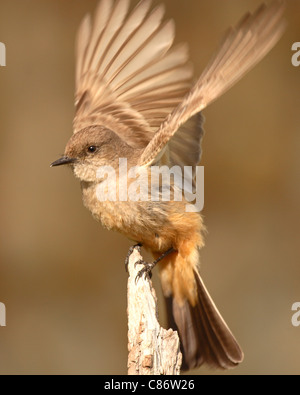 Ein Mitspracherecht Phoebe All-A-flattern. Stockfoto