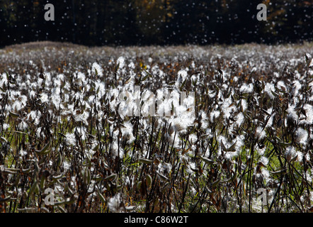 Gemeinsamen Seidenpflanze Samenkapseln in einem Feld in New Hampshire, USA Stockfoto