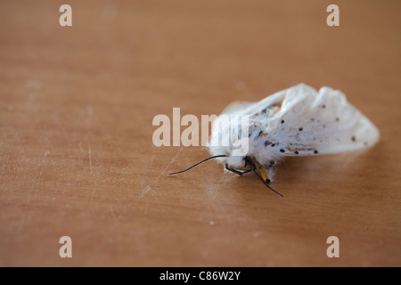 Weiße Hermelin Motte saß auf einer Holzoberfläche Stockfoto