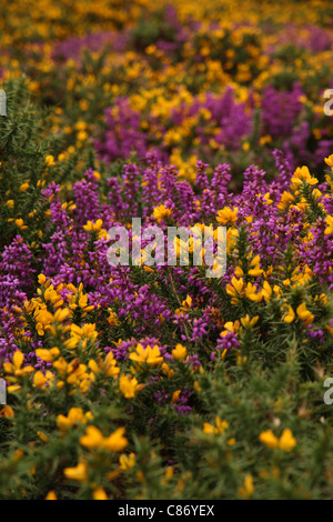 Gelber Ginster (oder Ginster, Furse oder Stechginster) und Purple Heather Blumen auf Heideland Hill Road in der Nähe von Selworthy, Somerset, Großbritannien Stockfoto