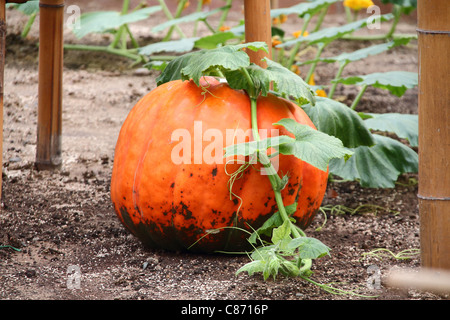 Reife Kürbisse wachsen im Feld. Stockfoto