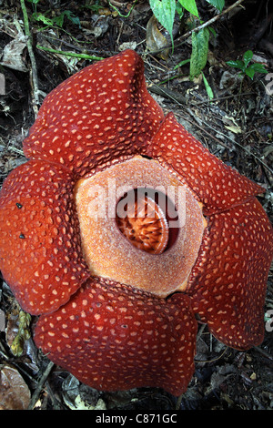 Blume der Rafflesien (Rafflesia Kerrii Meijer). Stockfoto