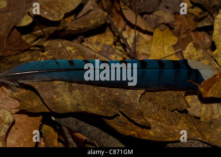 Blue Jay Feder auf Waldboden Stockfoto