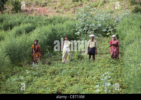 Männer und Frauen arbeiten in eine Erdnuss Feld Andhra Pradesh in Indien Stockfoto