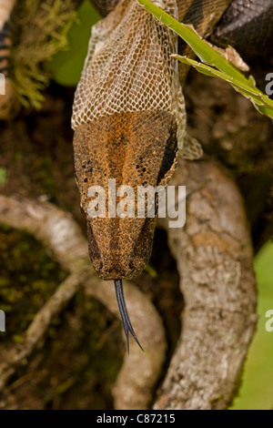 Boa Constrictor - (Boa Constrictor) - Costa Rica - tropischer Regenwald - Nationalpark Guanacaste - vergießen Haut Stockfoto