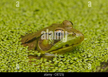 Grüner Frosch - (Rana Clamitans) - New York - U.S.A. - Wasserlinse Stockfoto