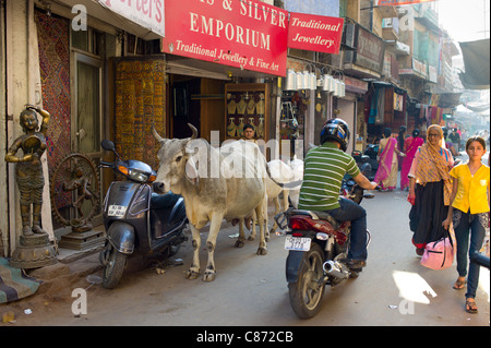 Straßenszene Menschen, Kühe, Verkehr voll an Sardar Markt am Girdikot, Jodhpur, Rajasthan, Nordindien Stockfoto