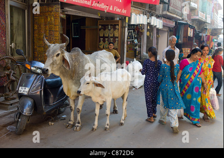 Straßenszene Menschen, Kühe, Verkehr voll an Sardar Markt am Girdikot, Jodhpur, Rajasthan, Nordindien Stockfoto