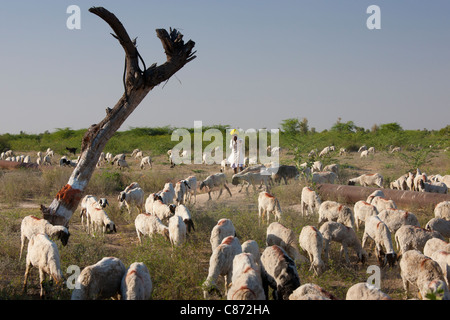 Ziegenhirt mit Ziegenherde in der Landwirtschaft Szene in der Nähe von Rohet, Rajasthan, Nordindien Stockfoto