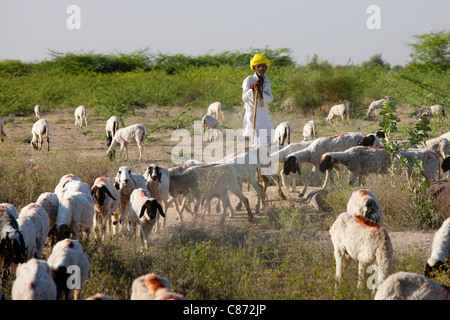 Ziegenhirt mit Ziegenherde in der Landwirtschaft Szene in der Nähe von Rohet, Rajasthan, Nordindien Stockfoto