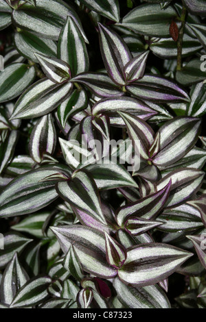 Silber Zoll Pflanze Tradescantia zebrina in Sumatra, Indonesien Stockfoto