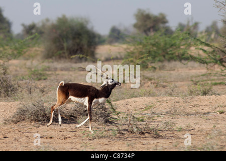 Blaue Bull Nilgai männliche Antilope, Boselaphus Tragocamelus, in der Nähe von Rohet in Rajasthan, Nordindien Stockfoto