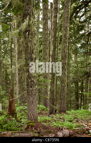 Douglas-Tanne und Western Hemlock Urwald, auf Cone Peak, zentrale Kaskaden, Oregon, USA. Stockfoto