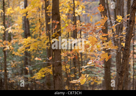 Wald im Herbst, Mont-Tremblant, Quebec, Kanada Stockfoto