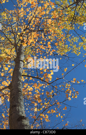 Baum im Herbst, Mont-Tremblant, Quebec, Kanada Stockfoto