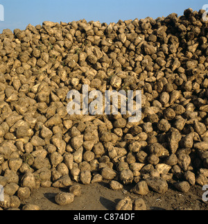 Haufen von geernteten Zuckerrüben Wurzeln Kollektion von Zuckerraffinerie in Erwartung Stockfoto