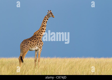 Porträt von Masai Giraffe, Masai Mara National Reserve, Kenia Stockfoto