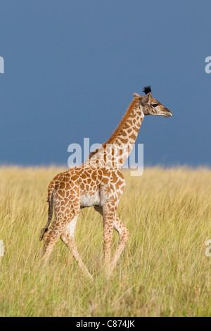 Masai-Giraffe Kalb, Masai Mara National Reserve, Kenia Stockfoto