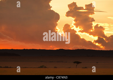 Sonnenuntergang, Masai Mara National Reserve, Kenia Stockfoto