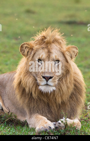 Porträt von männlicher Löwe, Masai Mara National Reserve, Kenia Stockfoto