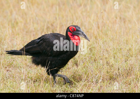 Südliche Hornrabe, Masai Mara National Reserve, Kenia Stockfoto