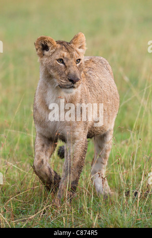 Weibliche Löwen, Masai Mara National Reserve, Kenia Stockfoto