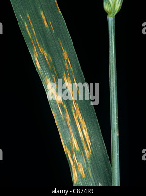 Septoria-Blattfleck (Zymoseptoria tritici (syn. Mycosphaerella graminicola) auf Weizen Stockfoto