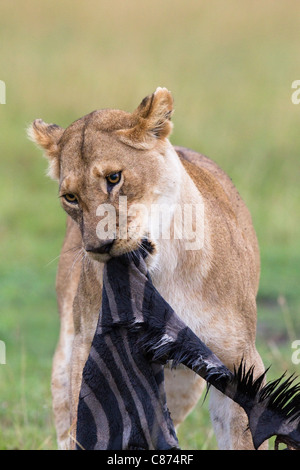 Löwin Essen Zebra, Masai Mara National Reserve, Kenia Stockfoto