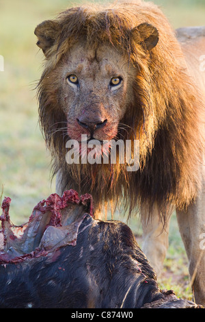 Männlicher Löwe mit Kill, Masai Mara National Reserve, Kenia Stockfoto