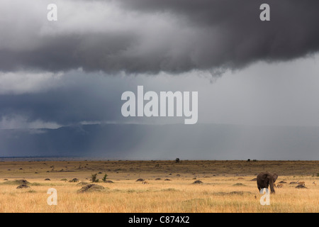 Afrikanischer Bush Elefant und Gewitterhimmel, Masai Mara National Reserve, Kenia Stockfoto