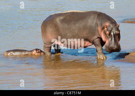 Nilpferd mit Kalb, Masai Mara National Reserve, Kenia Stockfoto