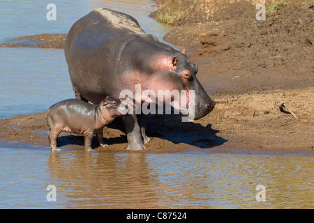 Nilpferd mit Kalb, Masai Mara National Reserve, Kenia Stockfoto