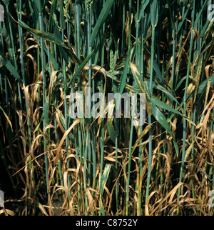 Septoria-Blattfleck (Zymoseptoria tritici)-Krankheit Schädigung der Weizenernte im Ohr Stockfoto