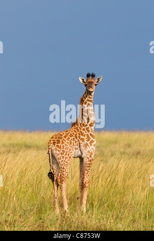 Masai-Giraffe Kalb, Masai Mara National Reserve, Kenia Stockfoto