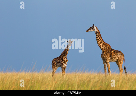 Masai-Giraffe mit Kalb, Masai Mara National Reserve, Kenia Stockfoto