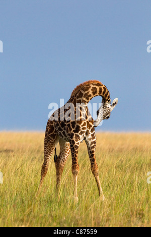 Masai-Giraffe, Masai Mara National Reserve, Kenia Stockfoto