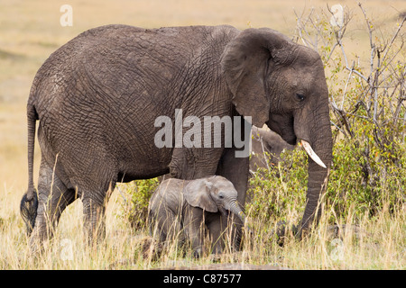 Afrikanischer Bush Elefant mit Kalb, Masai Mara National Reserve, Kenia Stockfoto