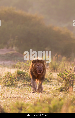 Männlicher Löwe, Masai Mara National Reserve, Kenia Stockfoto