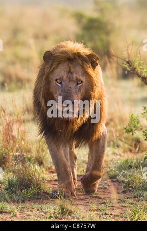 Männlicher Löwe, Masai Mara National Reserve, Kenia Stockfoto