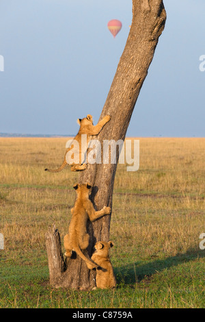 Löwenbabys Kletterbaum, Masai Mara National Reserve, Kenia Stockfoto