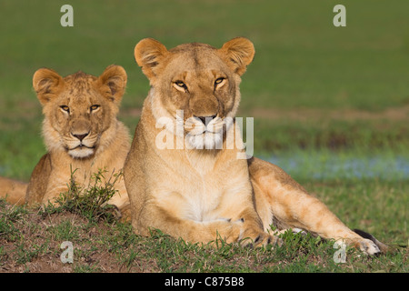 Mutter Löwe mit jungen männlichen, Masai Mara National Reserve, Kenia Stockfoto