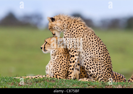 Gepard mit jungen, Masai Mara National Reserve, Kenia Stockfoto